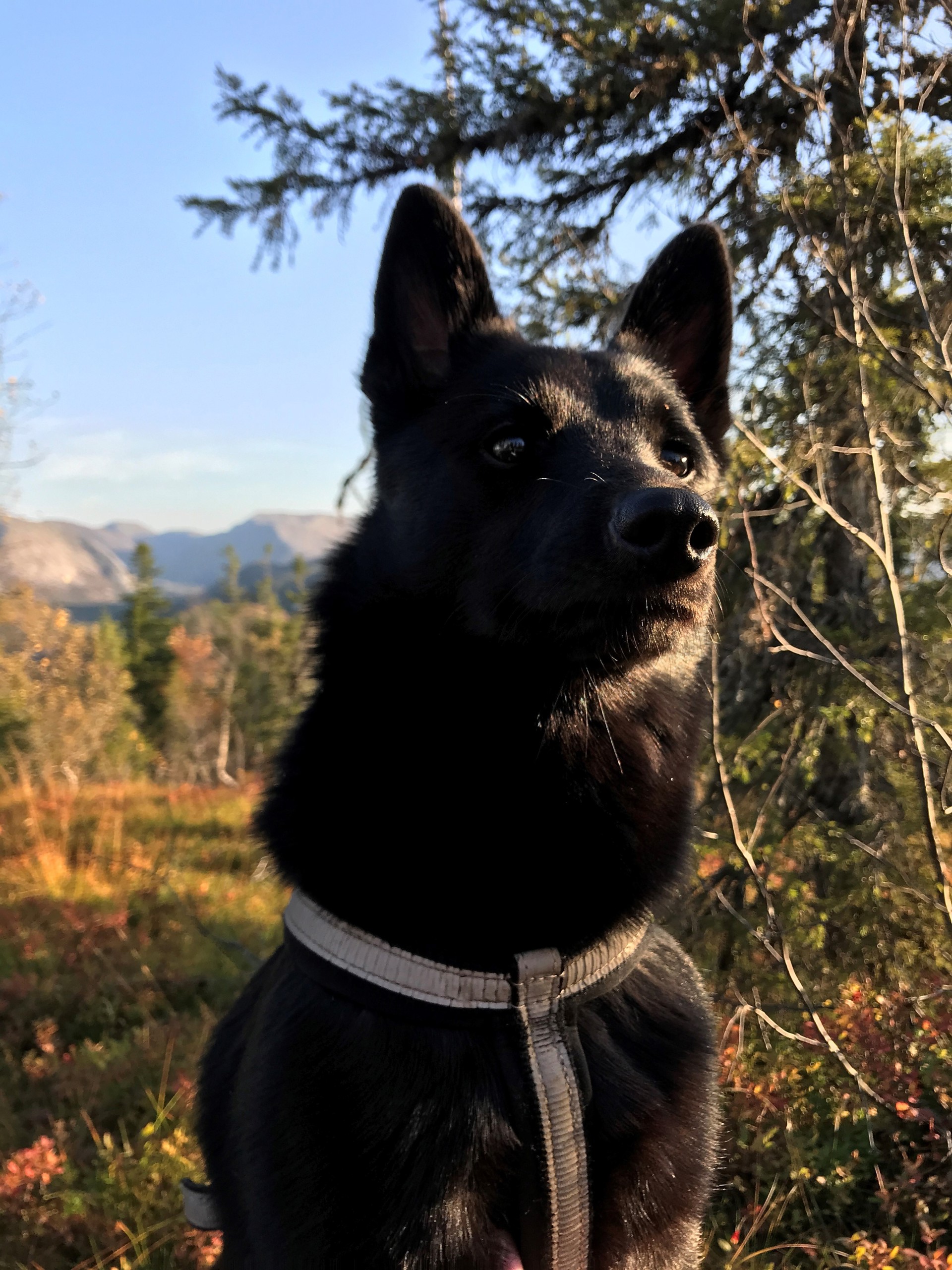 Nord-norsk sort elghund treff 2020