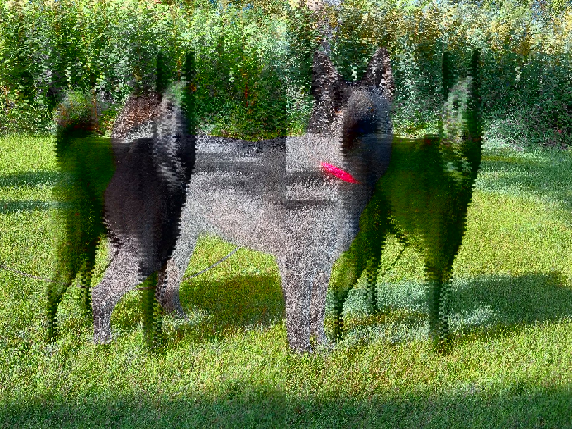 Ringtrening vinter 2019