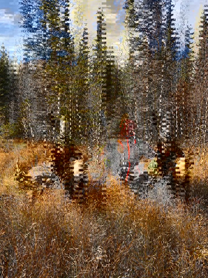 Info uttaksregler NM løshund 2020