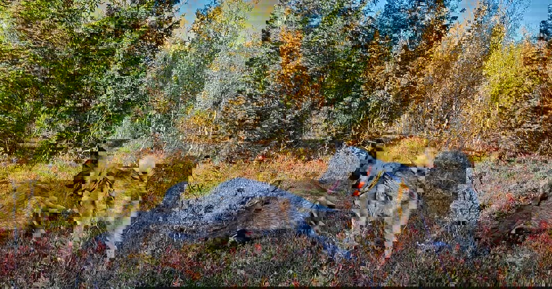 Avstemning filmkonkurranse 2020