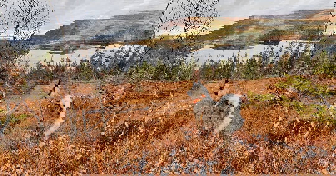 Informasjon om Norsk Elghund Grå